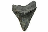 Serrated, Fossil Megalodon Tooth - South Carolina #324299-1